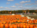 A field of pumpkins