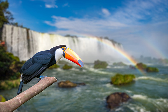 Toucan By Falls 